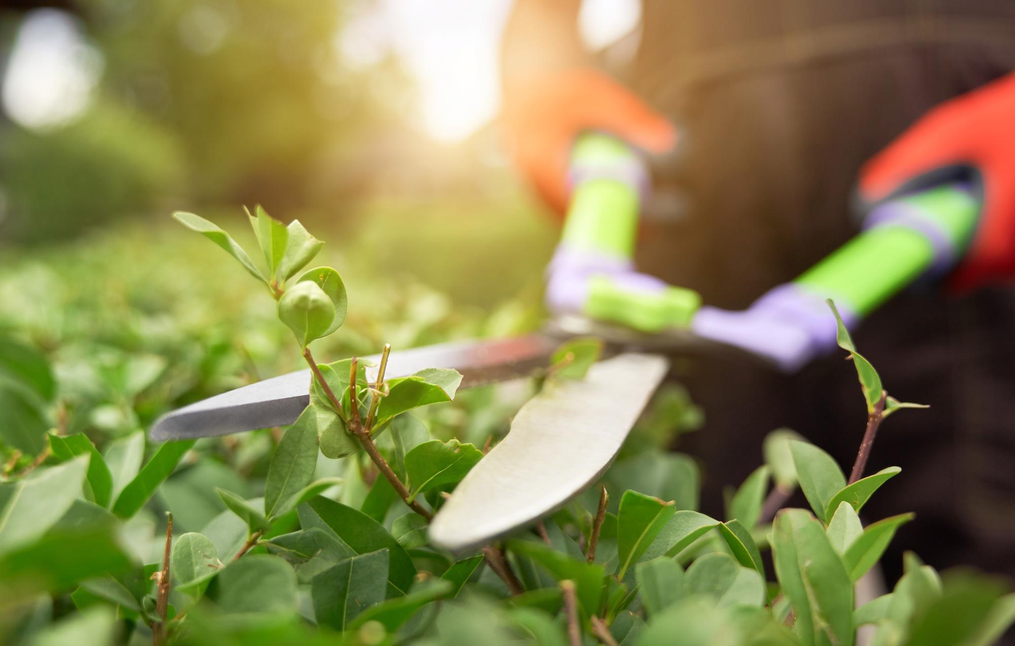Gardening services